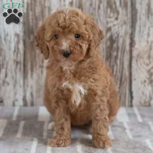 Gabriella, Mini Labradoodle Puppy